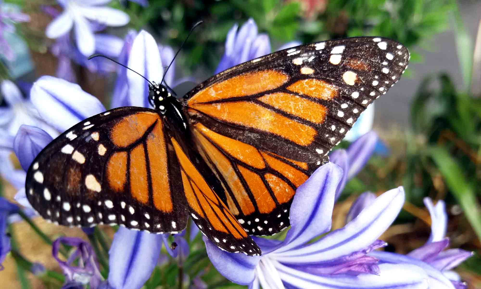 Monarch Butterfly Designs and the Law of Attraction • KBM D3signs