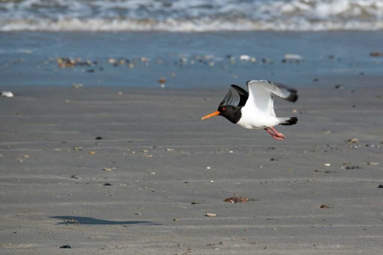 Oystercatcher flying