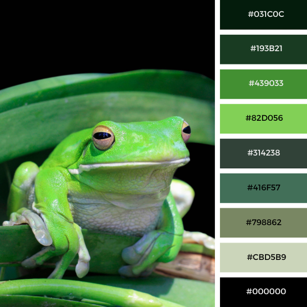 Close-up of a frog black and green color palette collage