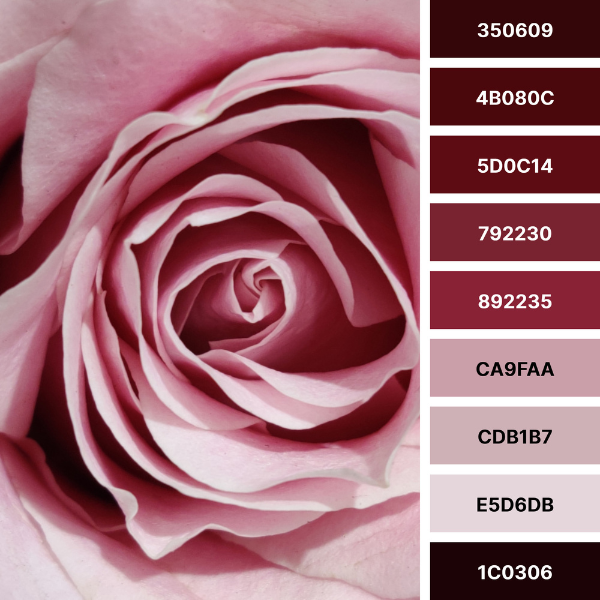 elegant rose, black and pink color palette collage with ten #Hex codes