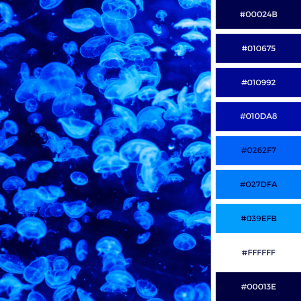 Jellyfish Palette In Black, White, And Blue with #Hex Codes