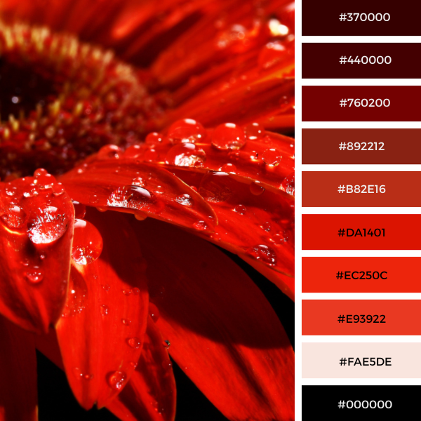 Gerbera Close-Up With Its Black and Red Color Palette With #Hex Codes