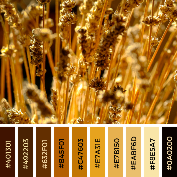 golden grain color palette collage from brown to yellow, beige to black