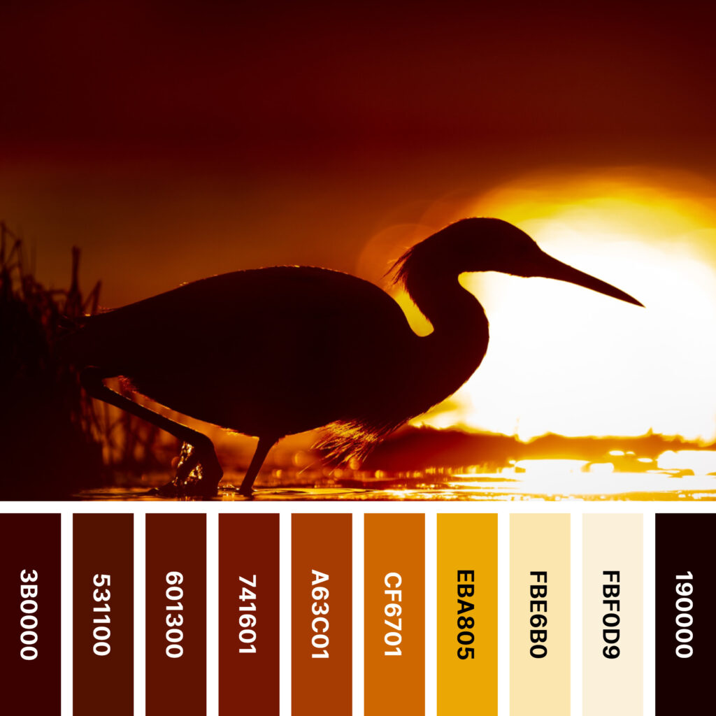 Orange and black color palette found in a heron silhouette set against a glowing sunset