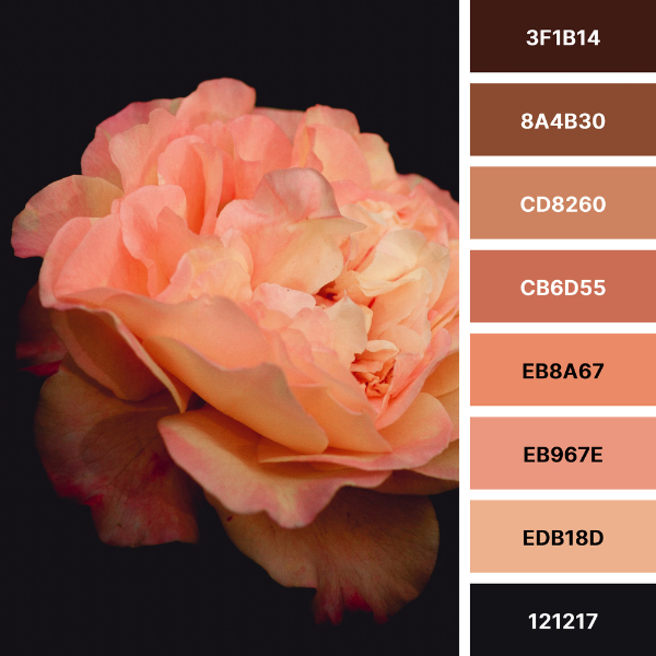 rose, botanical inspired color palette from black to blush orange