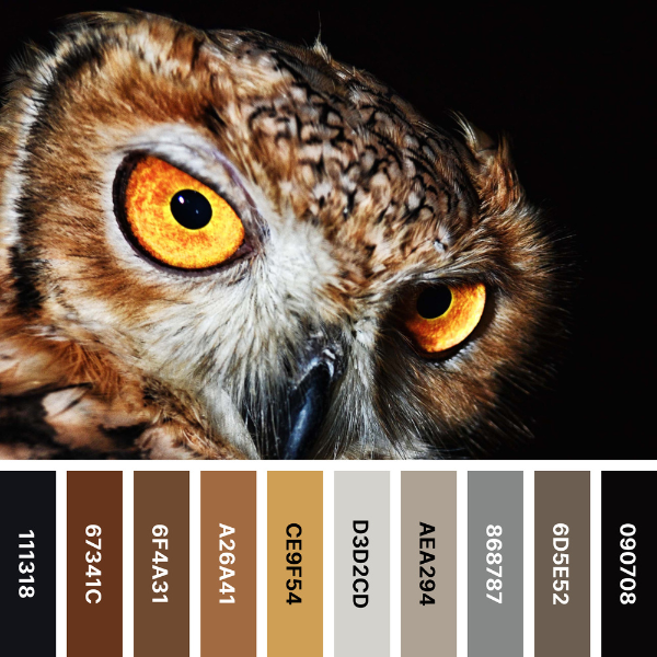 night owl color palette collage in black and brown