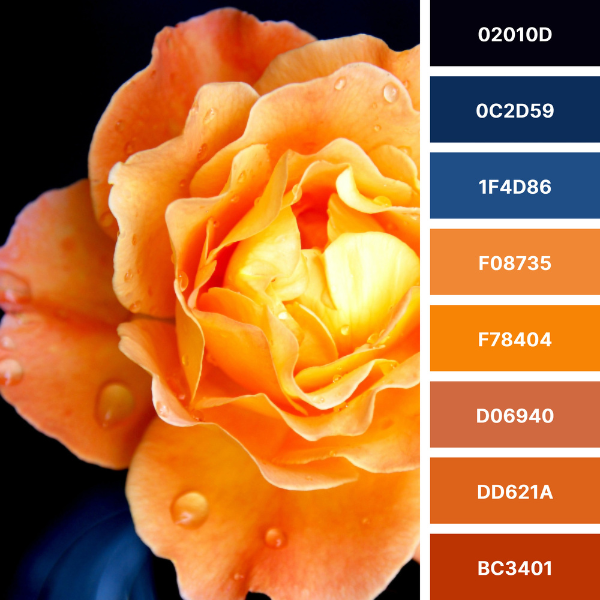 Rose, orange and blue color palette with #Hex codes