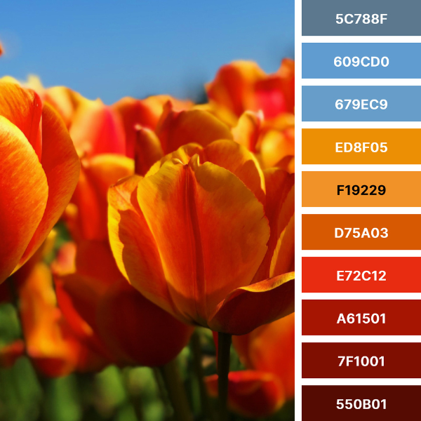 Tulip Field, Color Palette Collage in Red-orange, orange and blue