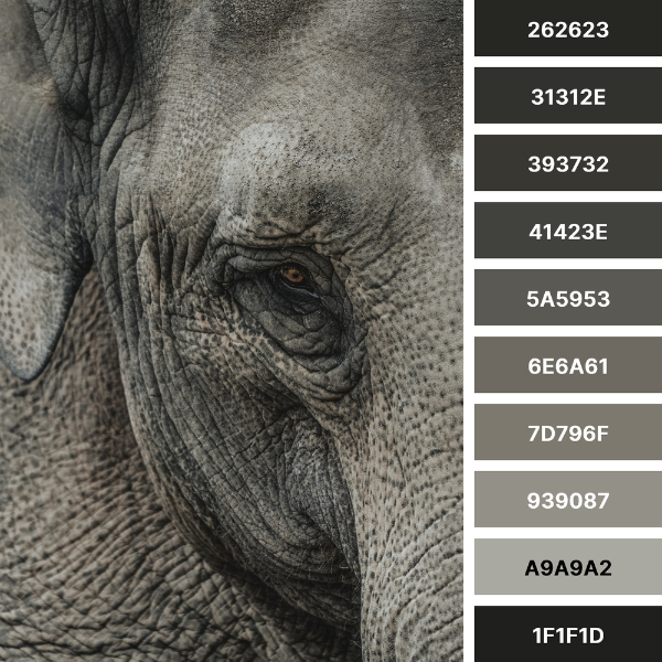 Elephant head detail gray color palette collage