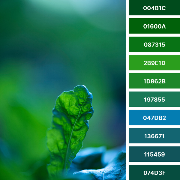 The Expressiveness of a Single Leaf Against a blurred backdrop Result in a Powerful Color Palette in Blue and Green