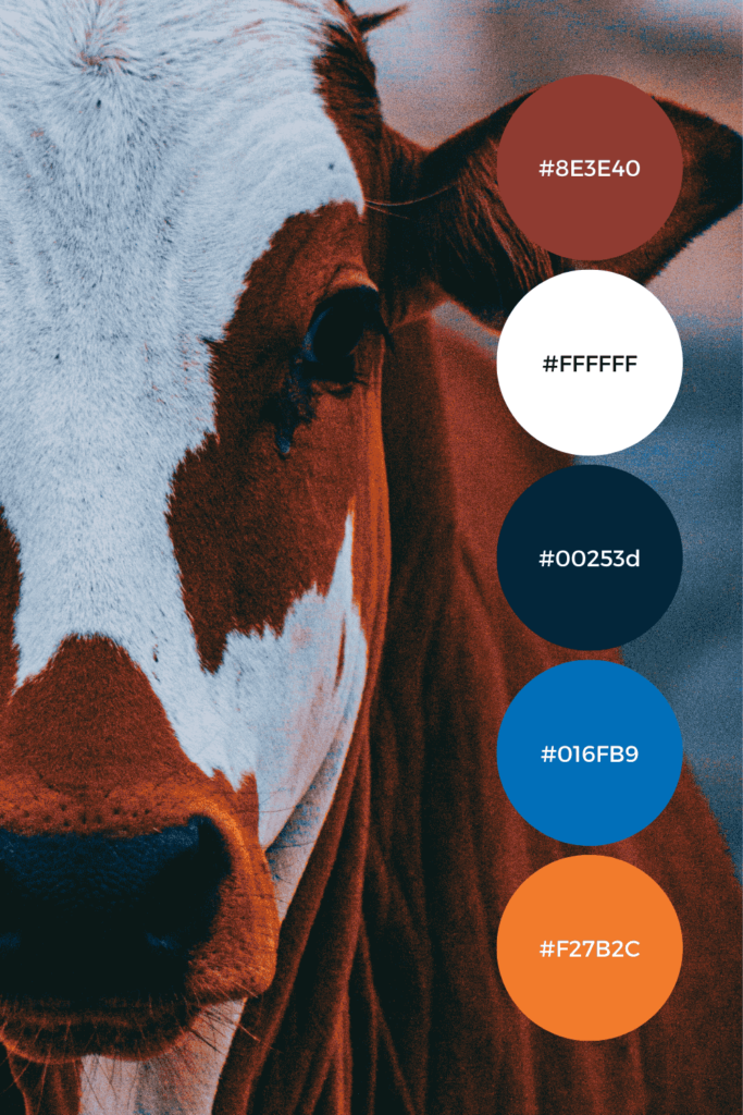 Animal, Cow Inspired Color Collage Centered Around Burgundy and White