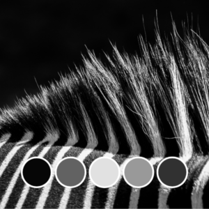 Nature's color palette in a zebra