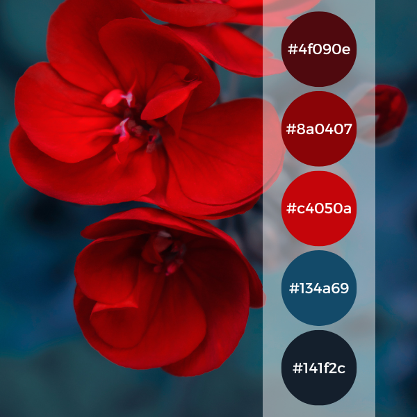 Red Flower against Dark Blue Background