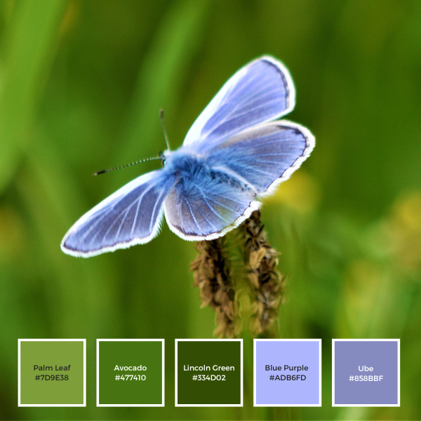 Blue Butterfly Color Palette