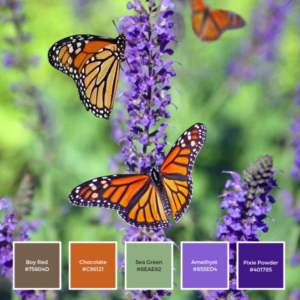 Monarch Butterflies Feeding on Lavender Color Palette