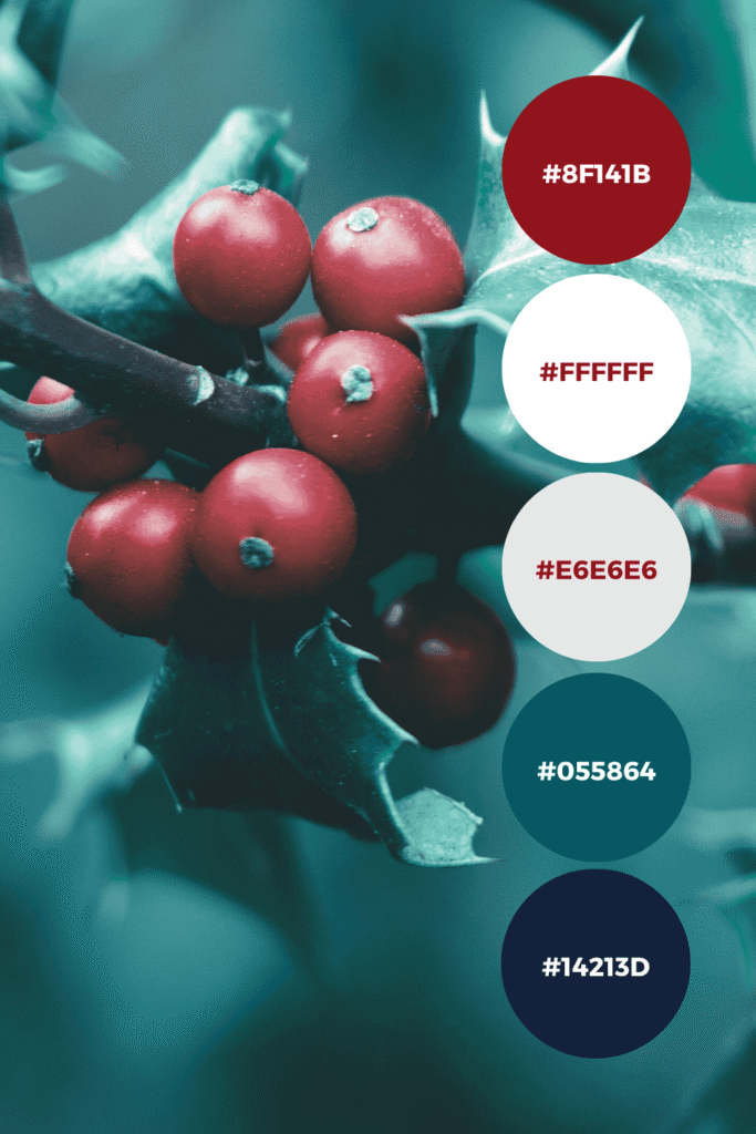 Close-up of holly leaves and berries; palettes #8f141b, #ffffff, #e6e6e6, #055864, #14213d for festive life coach color inspiration.