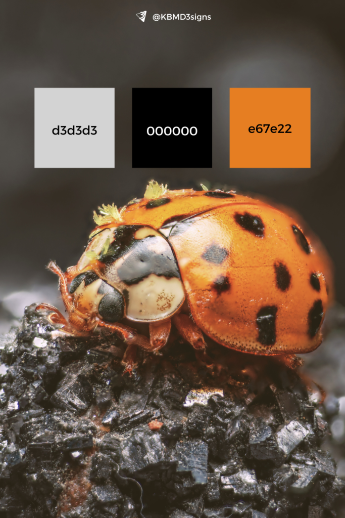 Beetle, Amber Colored with Black Dote on Rocky surface