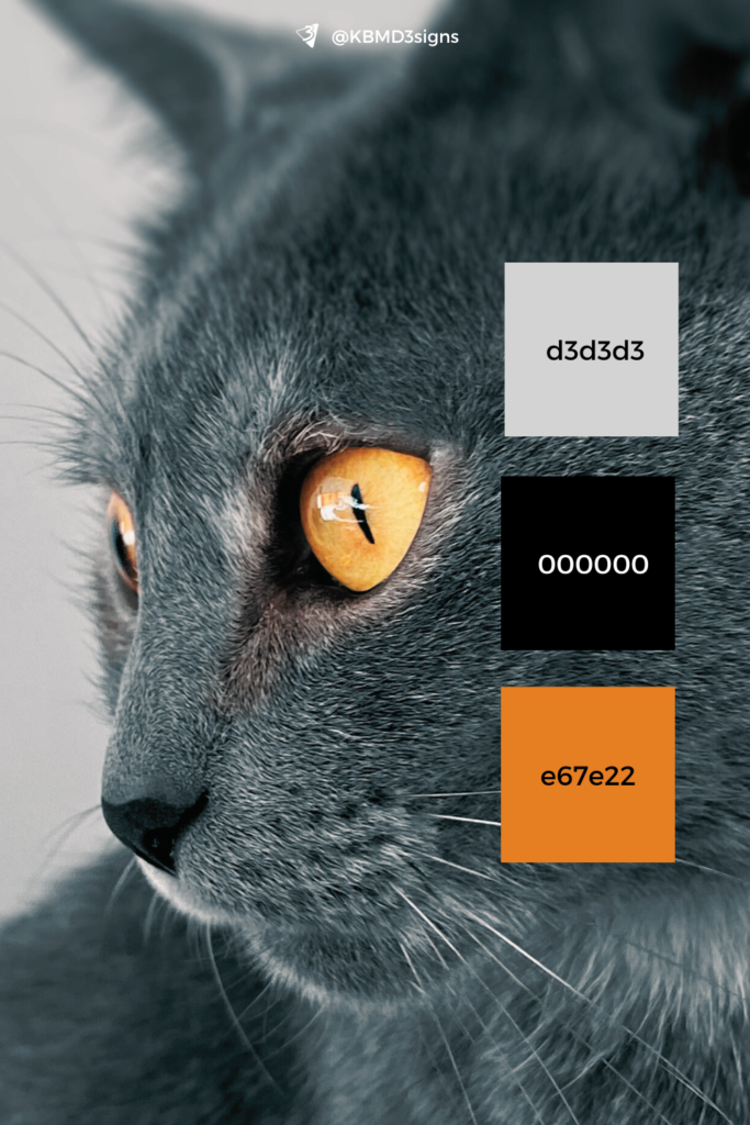 Cat with Amber Colored Eyes, Color Palette Inspiration for the Gray Business Card Design & Marketing items