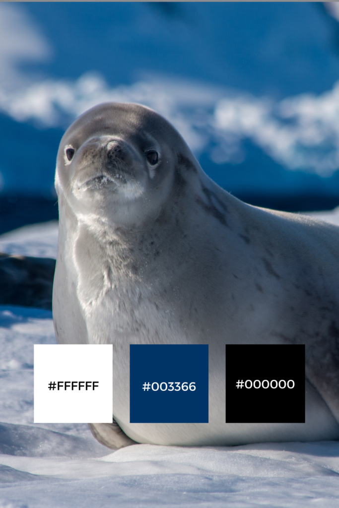 Nature Inspired Blue Brand Color Palette - Seal - Blue, White, Black Accents