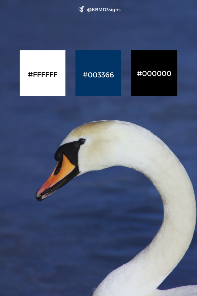 Nature Inspired Blue Brand Color Palette - Swan - Blue, White, Black Accents