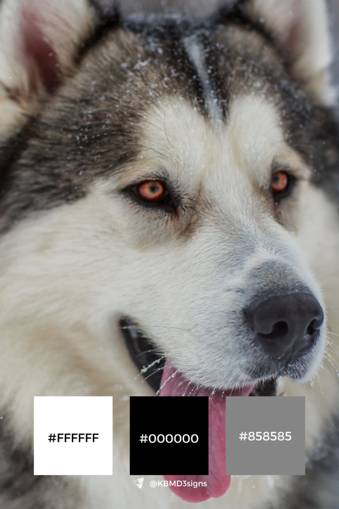 Nature Inspired Black & White Color Palette - Alaskan Dog - Black, White, Gray Accents