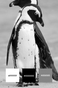 Nature Inspired Black & White Color Palette - Penguin - Black, White, Gray Accents