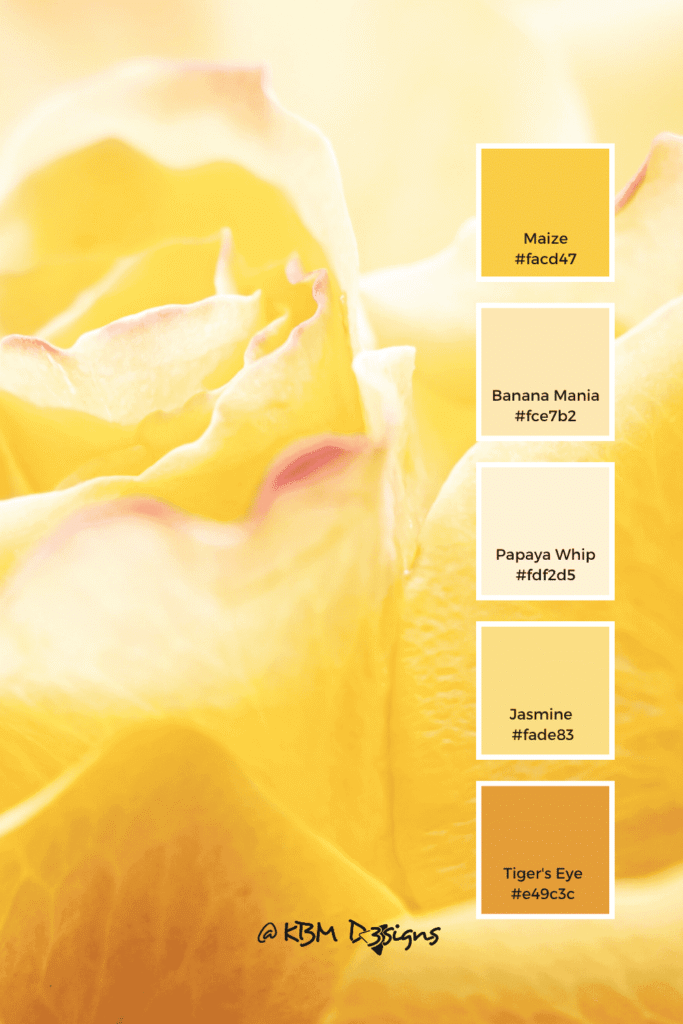 Rose Head yellow color palette with five pastel hues and their color codes: Hunyadi Yellow #e8b146, Seashell #fbf8ed, Satin Sheen Gold #d99932, Antique White #f7eed3, Deep Champagne #eed5a9
